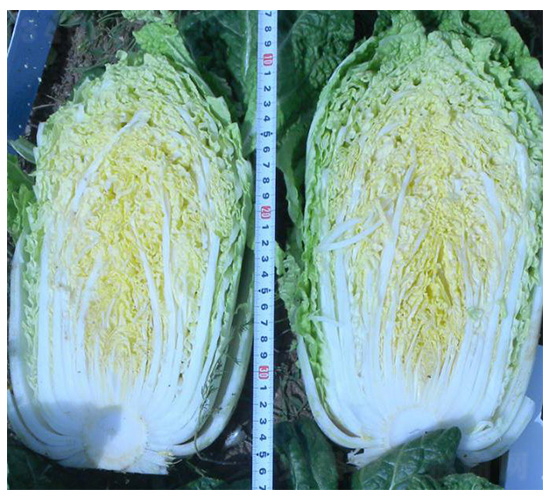 ����-�ײ˷N��-���N