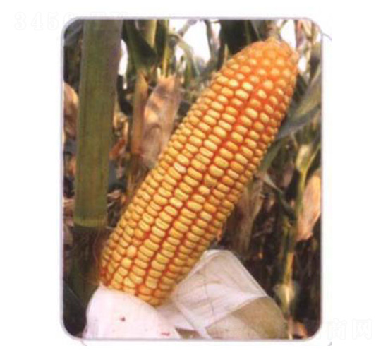 LZ06-���׷N��-���N