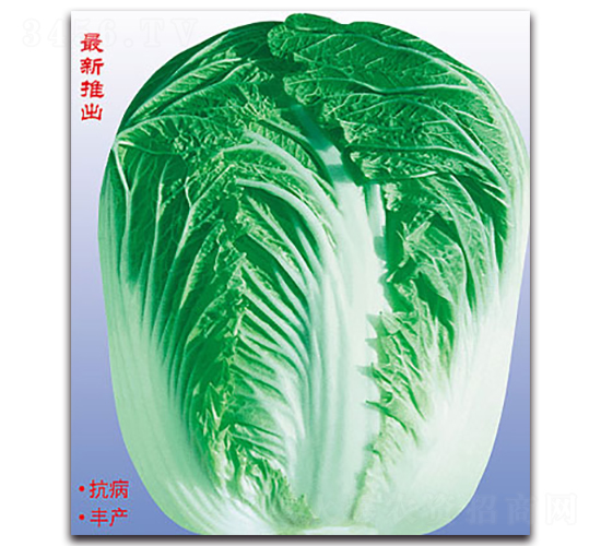 �����￹��-��ײ˷N��-�����N�I(y��)