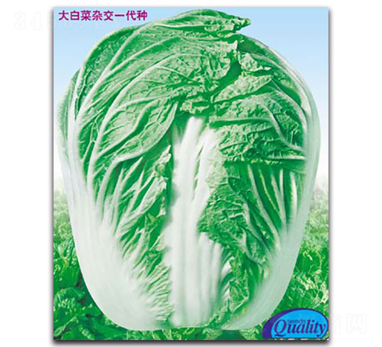 ��T-��ײ˷N��-�����N�I(y��)