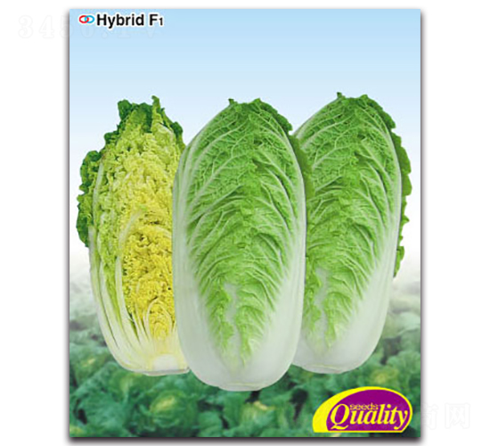 ϲ��-�ײ˷N��-�����N�I(y��)