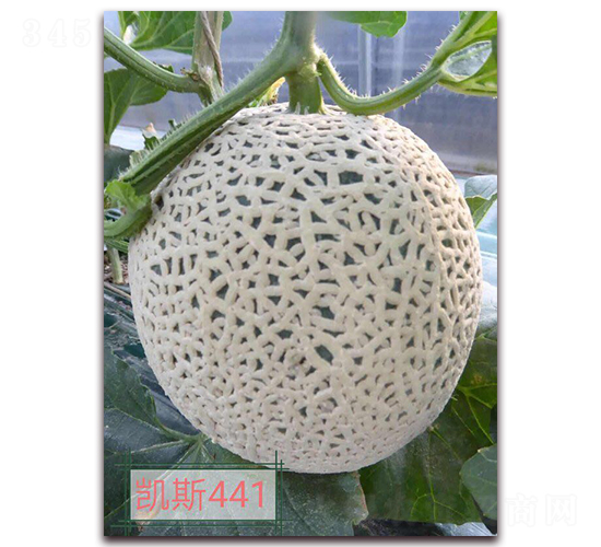 �P˹441-��ϷN��-�����r(n��ng)�I(y��)