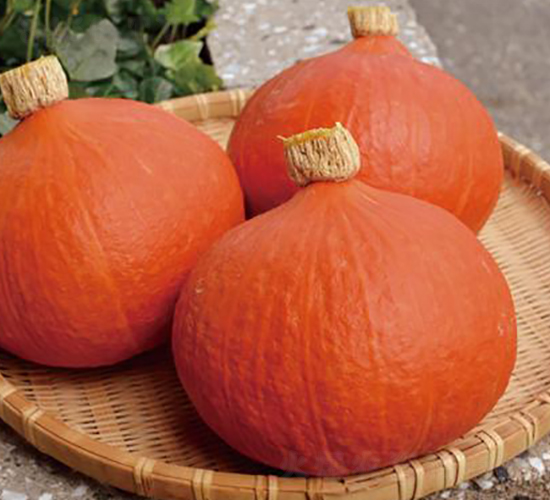 �t����-�ϹϷN��-�����r(n��ng)�I(y��)