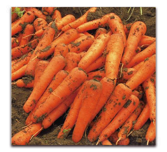 �tӳ��̖(h��o)-���}���N��-�����r(n��ng)�I(y��)