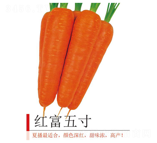 �t�����-���}���N��-�����r(n��ng)�I(y��)