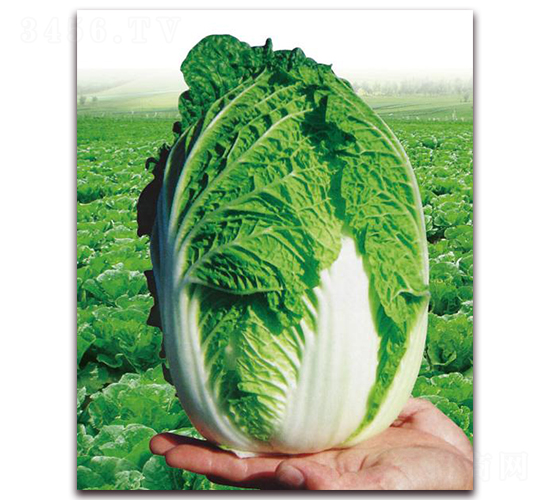 �����S-�ײ˷N��-�����r(n��ng)�I(y��)