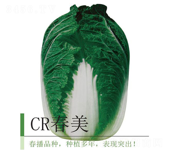 CR����-�ײ˷N��-�����r�I(y��)