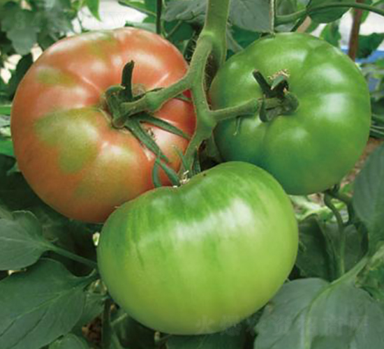 ٝ���r��-���ѷN��-�����r(n��ng)�I(y��)