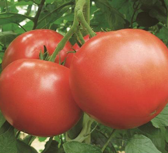 ��˹��-���ѷN��-�����r(n��ng)�I(y��)