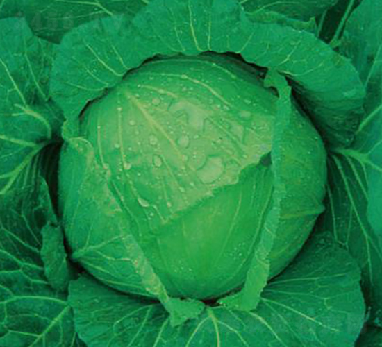 �������{(l��n)-���{(l��n)�N��-�����r(n��ng)�I(y��)