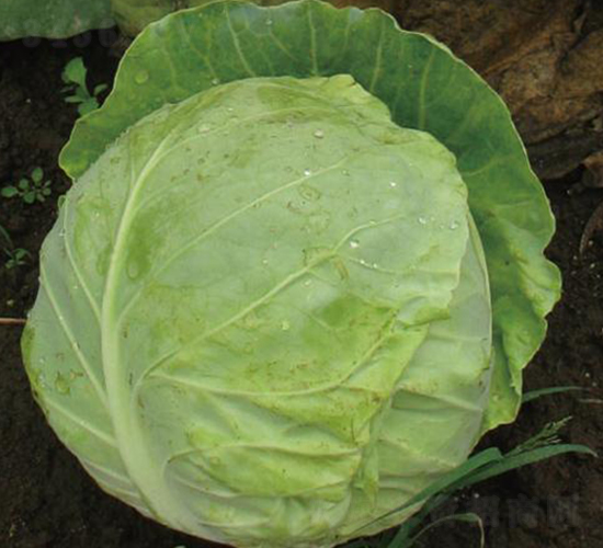 �|���O��-���{(l��n)�N��-�����r(n��ng)�I(y��)