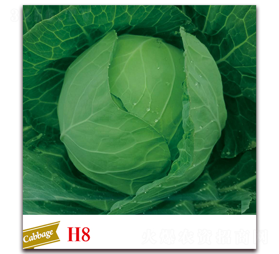 �ϸ�26-���{(l��n)�N��-����