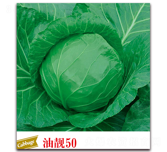 ���n50-���{(l��n)�N��-����