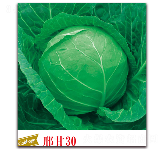 �ϸ�30-���{(l��n)�N��-����