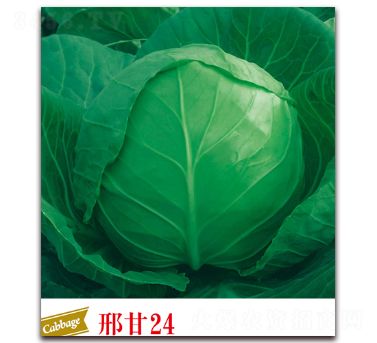 �ϸ�24-���{�N��-����