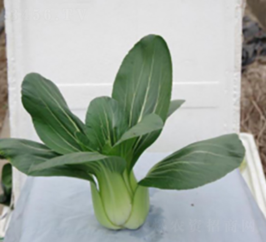 �L����̖-�๣�˷N��-����r(n��ng)�I(y��)