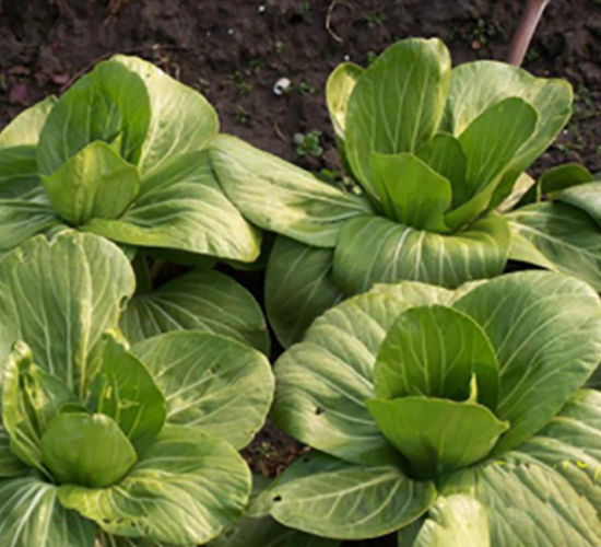 ������-�๣�˷N��-����r(n��ng)�I(y��)