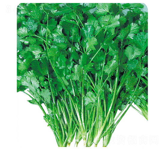 ����-��˷N��-�A�߷N�I(y��)