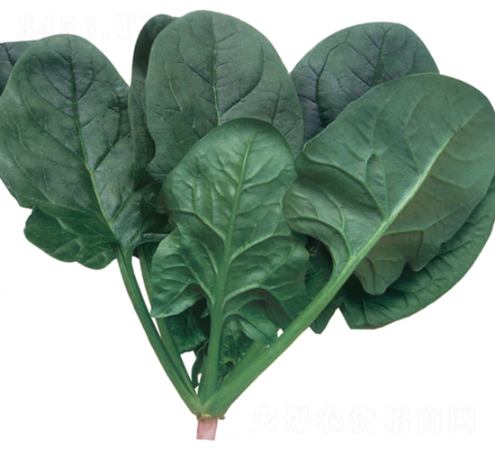 �n��-���˷N��-�A�߷N�I(y��)