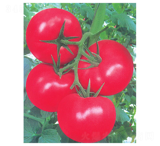 ����ɽ����-���ѷN��-�A�߷N�I(y��)