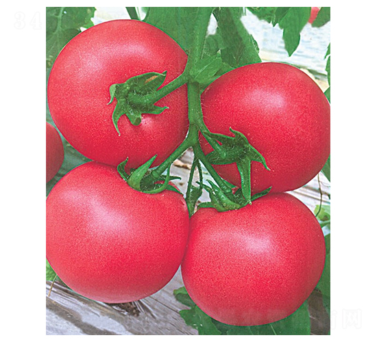 ����2̖(h��o)-���ѷN��-�A�߷N�I(y��)