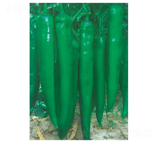 �ش�����-��ǽ��N��-�A�߷N�I(y��)