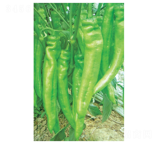 ���-��ǽ��N��-�A�߷N�I(y��)