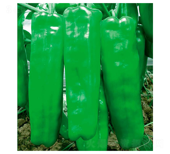 ����һ̖(h��o)-�ݽ��N��-�A�߷N�I(y��)