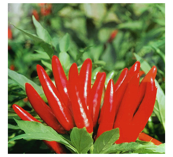 �ʹ�-���콷�N��-�A�߷N�I(y��)