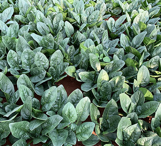 ���܂�-���˷N��-혳�