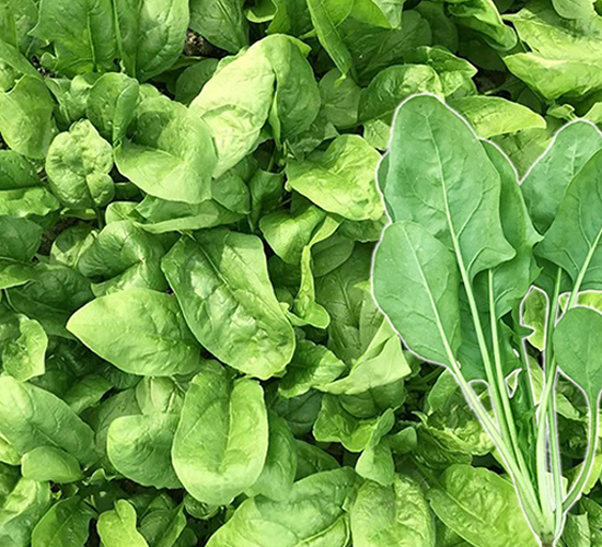 ɼ����-���˷N��-혳�