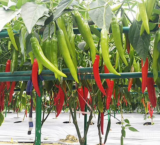 ����-�����N��-혳�