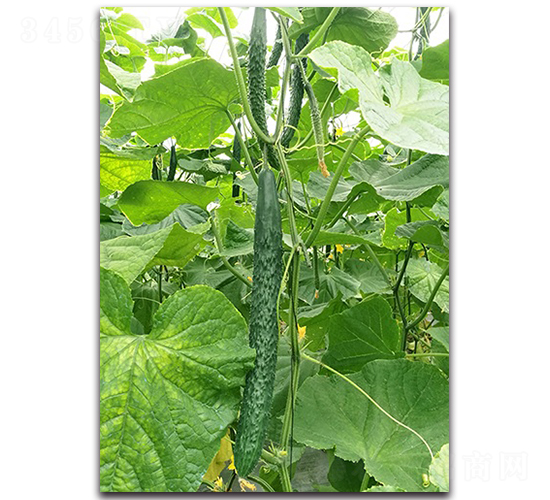 ꑻ�235-�S�ϷN��-혳�