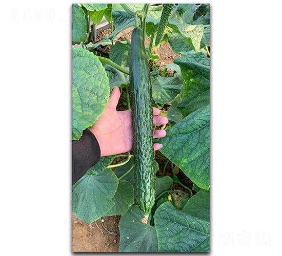 ������-�S�ϷN��-혳�