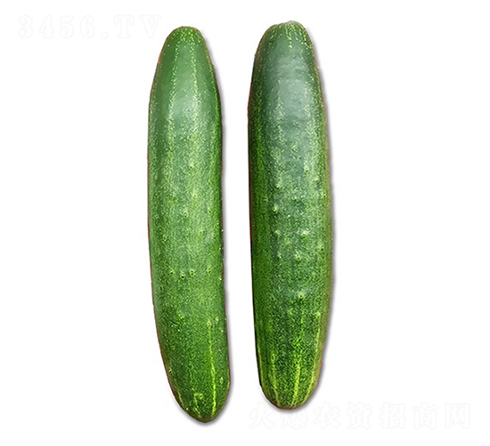 ���-�S�ϷN��-혳�