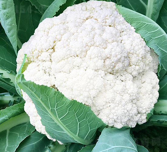 �_������68���ɻ�-��Ҭ�˷N��-혳�