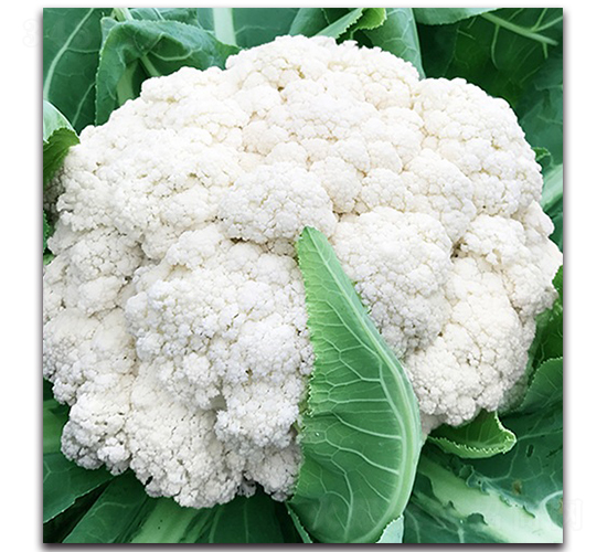 �_(t��i)������66���ɻ�-��Ҭ�˷N��-혳�