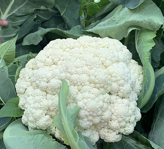 ������(l��)65���ɻ�-��Ҭ�˷N��-혳�