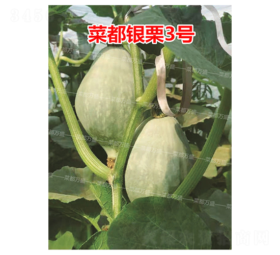 �˶��y��3̖-�ϹϷN��-�˶��fʢ