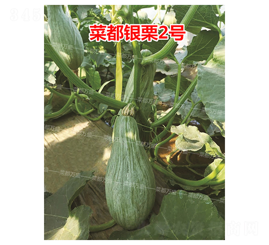 �˶��y��2̖-�ϹϷN��-�˶��fʢ