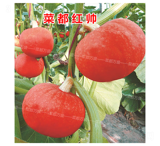 �˶��t��-�ϹϷN��-�˶��fʢ