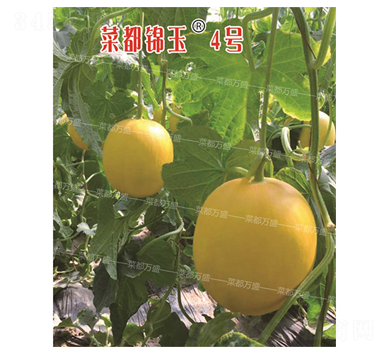 �˶��\��4̖(h��o)-��ϷN��-�˶��f(w��n)ʢ