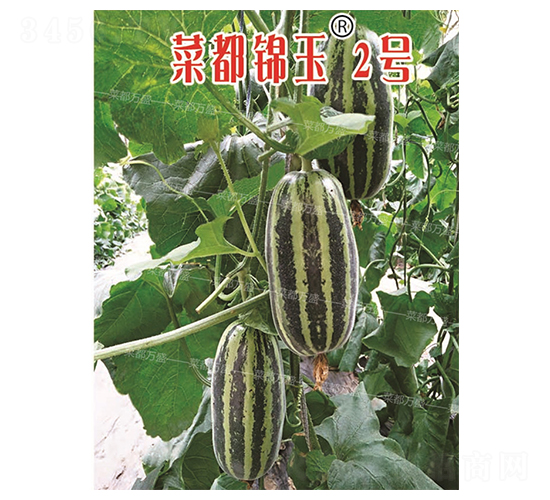 �˶��\��2̖-��ϷN��-�˶��fʢ