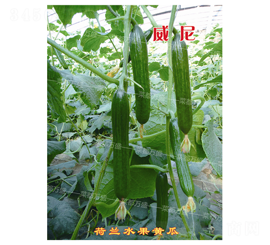 �fʢ����-�S�ϷN��-�˶��fʢ