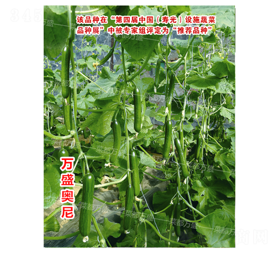 �fʢ�W��-�S�ϷN��-�˶��fʢ