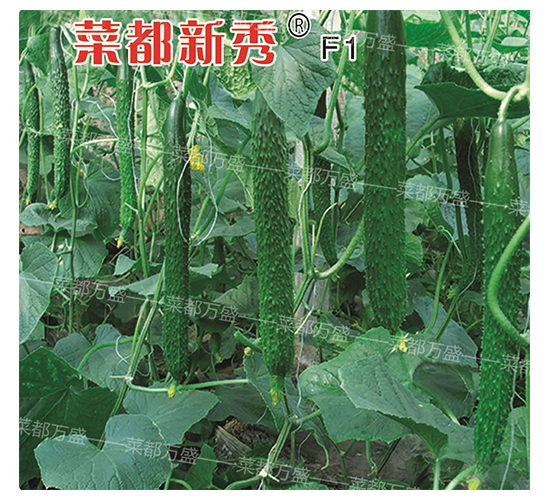 �˶�����-�S�ϷN��-�˶��fʢ