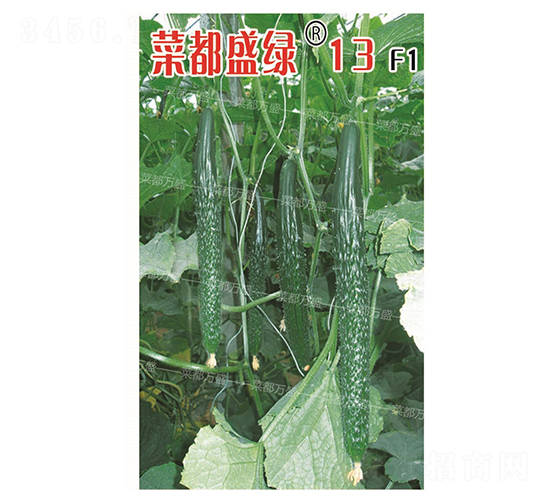 �˶�ʢ�G13-�S�ϷN��-�˶��fʢ