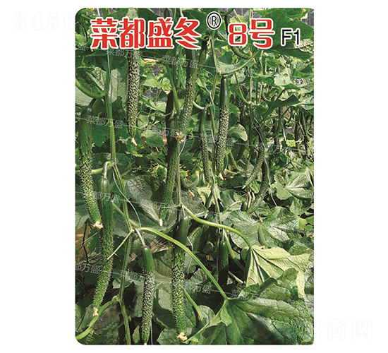 �˶�ʢ��8̖(h��o)-�S�ϷN��-�˶��f(w��n)ʢ