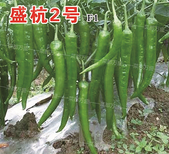 ʢ��2̖-�����N��-�˶��fʢ