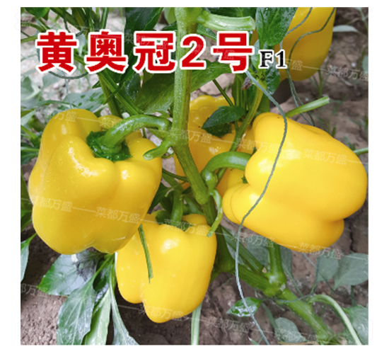 �S�W��2̖(h��o)-�����N��-�˶��fʢ